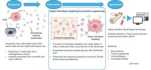 Overview of super homotypic targeting
