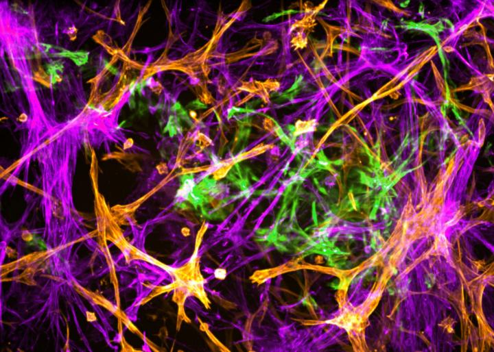 Neuronal Network