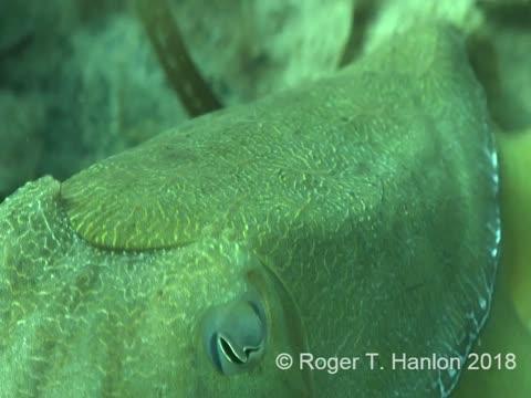 Cuttlefish 
