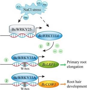 A proposed working model for BcWRKY33A-mediated root development in Bok choy.