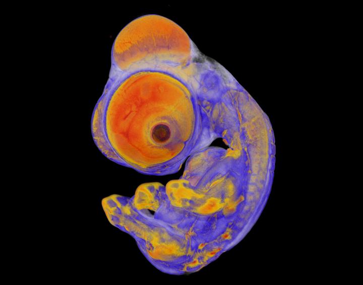 Three-Dimensional Reconstruction