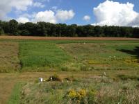 CRP Plots