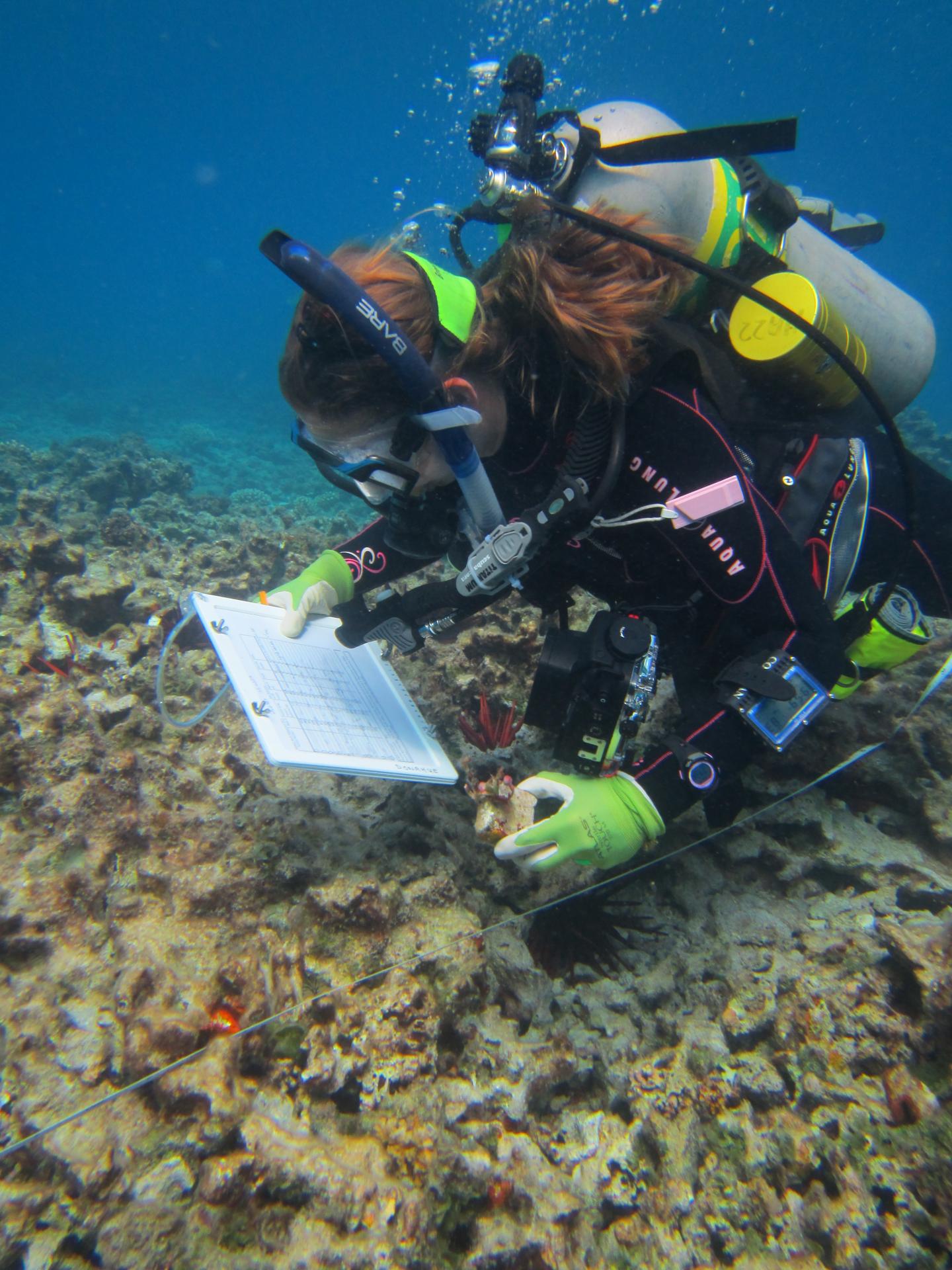 Nyssa Silbiger, University of Hawaii at Manoa