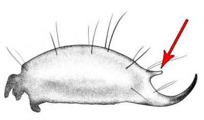 Tail Segment