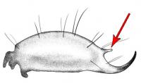 Tail Segment