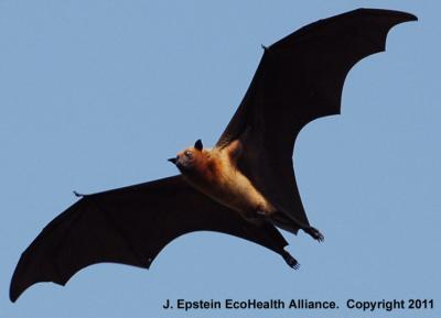 Nipah Vaccine Works in Monkeys (5 of 5)