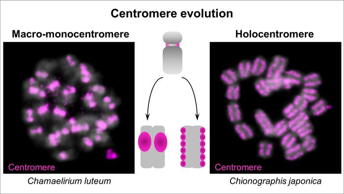 Centromere evolution