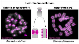Centromere evolution