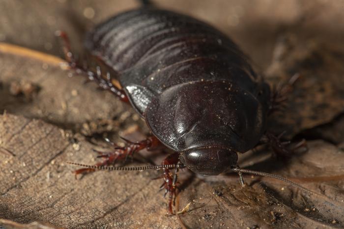 Lord Howe Island cockroach Panesthia lata,