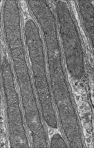 healthy mitochondria