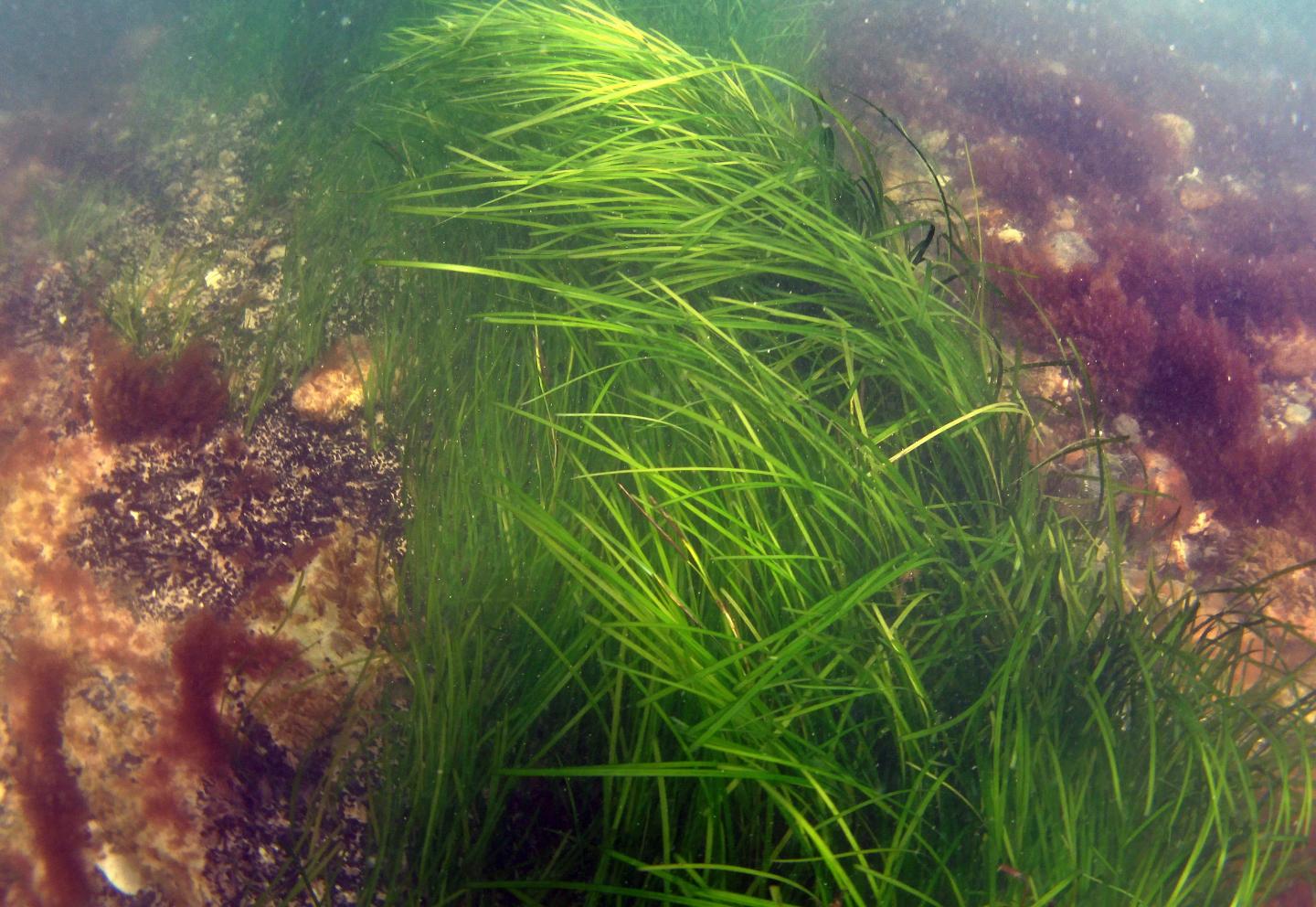 Eeelgrass