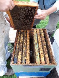 Honey