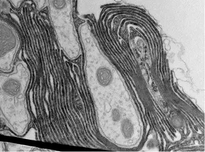 Myelin-like structures