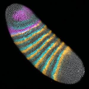 Gene expression in a Drosophila melanogaster embryo.