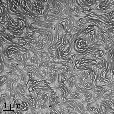 Sturdy Gel Structure