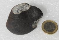 A Section of the Annama Meteorite