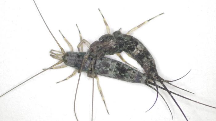 The Unique Mating Behavior of Jumping Bristletail (Petrobiellus akkesiensis)