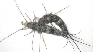 The Unique Mating Behavior of Jumping Bristletail (Petrobiellus akkesiensis)