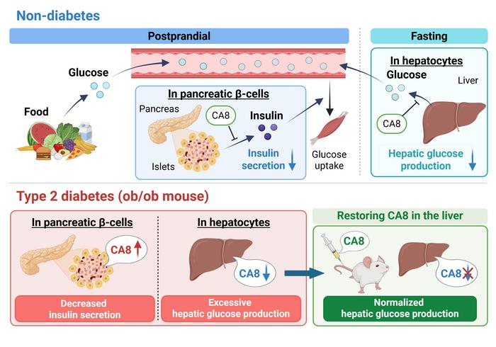 Hitting two organs with one common signaling regulator