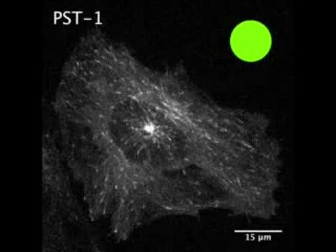 Photostatin Added to Human Cancer Cell Line