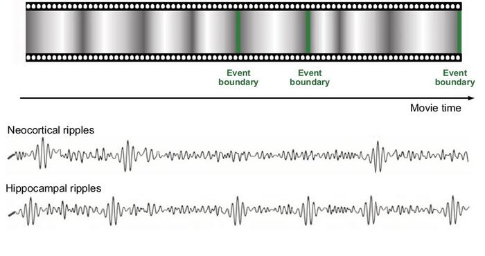 Un nuevo mecanismo neurofisiológico clave en la formación de recuerdos