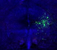 Mouse Brain Vocalization Center