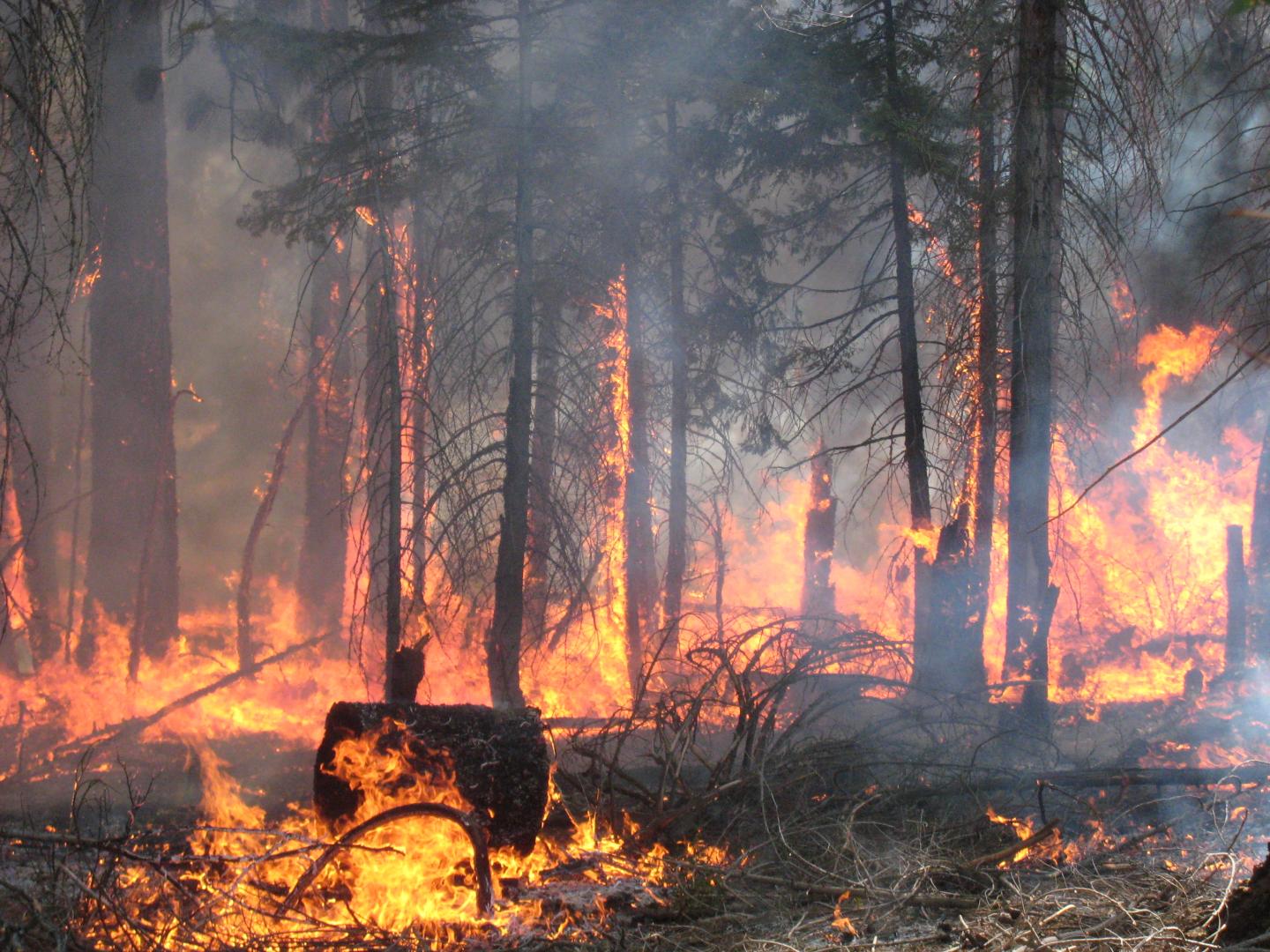 Blodgett Forest