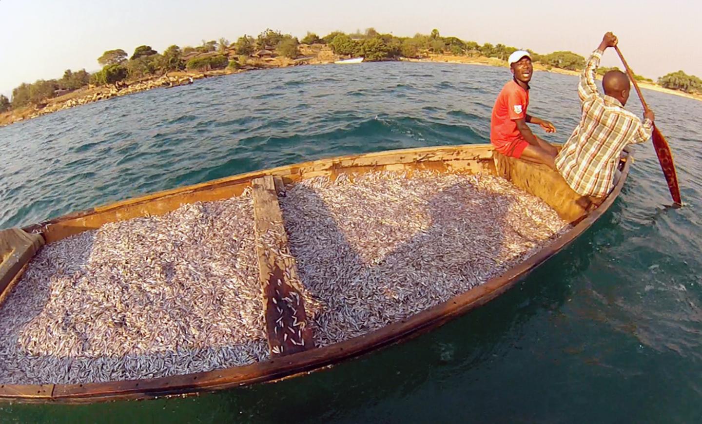 Sardine Catch