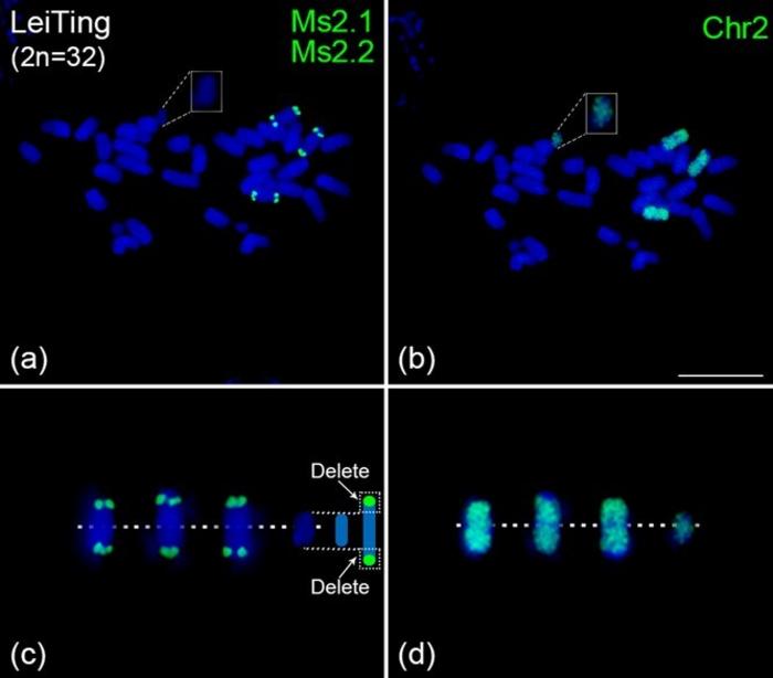 Validation of large chromosomal segment deletions by chromosome painting.
