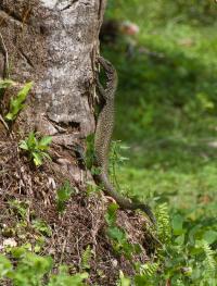 <I>Varanus semotus</I> (2 of 3)