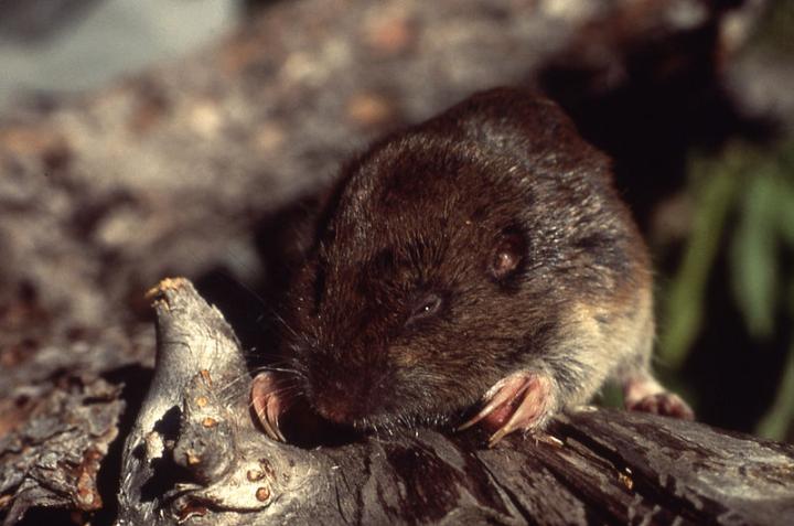 Northern Pocket Gopher
