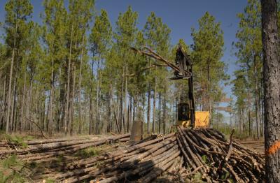 Trees Go High-Tech