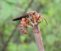<i>Aztecanthidium xochipillium</i>