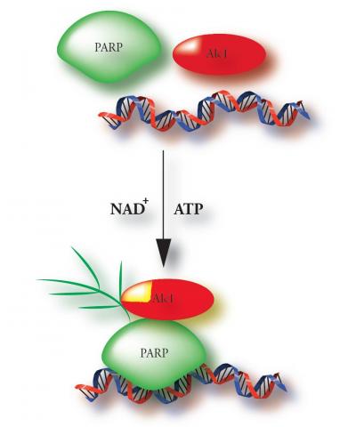 <i>ALC1</i>