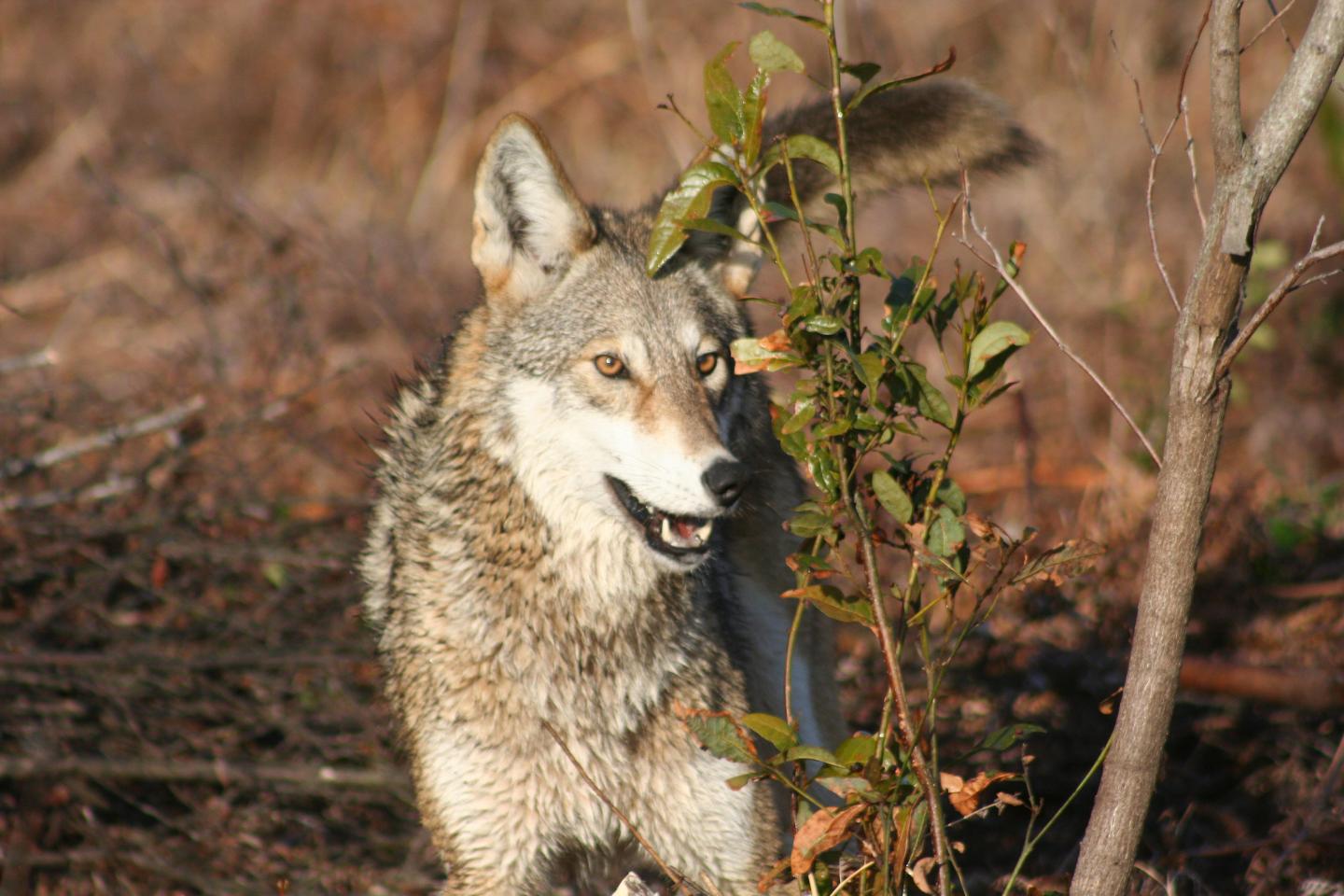 Debate Continues on the Origin of North American Wolves (1 of 4 ...
