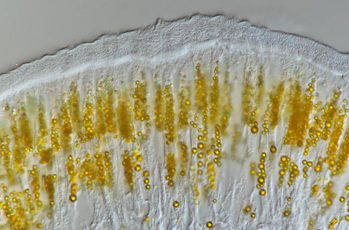 Deep sea worm fights ‘poison with poison’ to survive high arsenic and sulfide levels