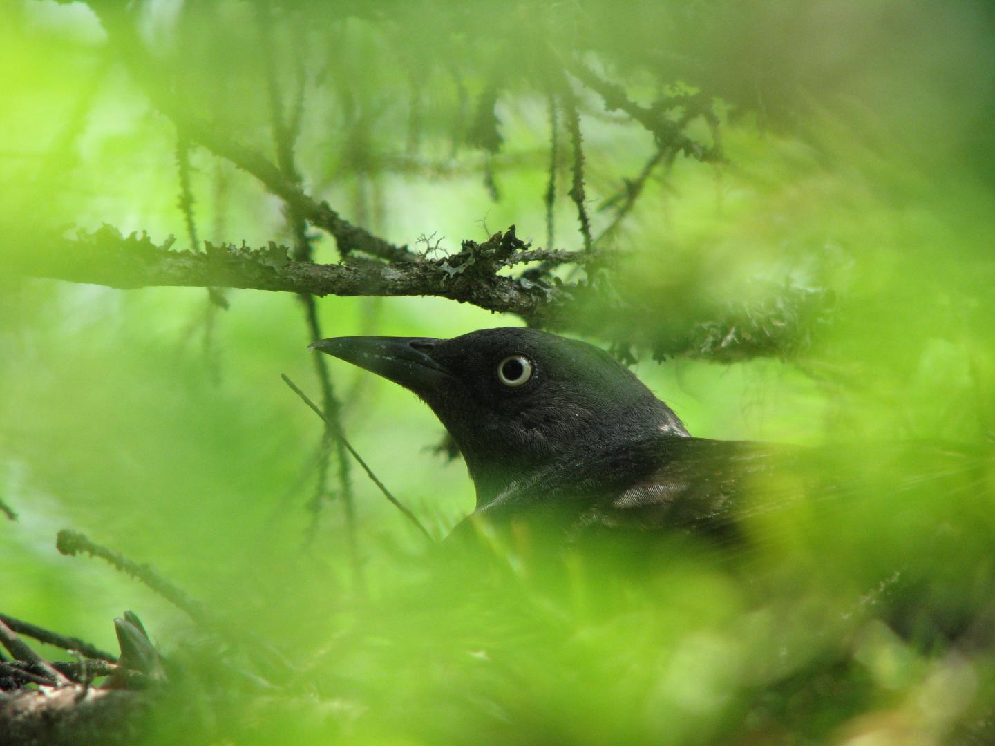 Nesting Rusty Blackbird
