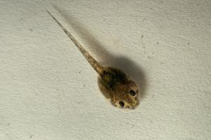 Túngara frog tadpole