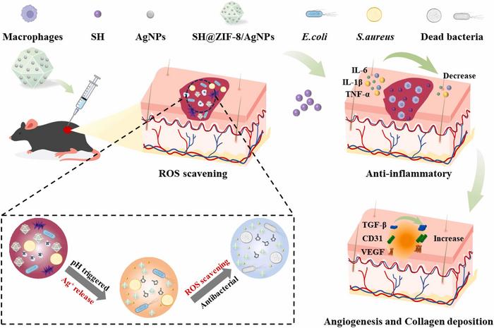 Smart pH-responsive nanoplatform accelerates healing of infected wounds