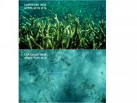 Coral Reefs in the Florida Keys