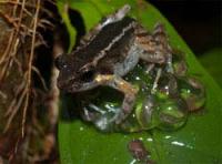 Fanged Frog