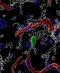 T Cell in the Mouse Brain