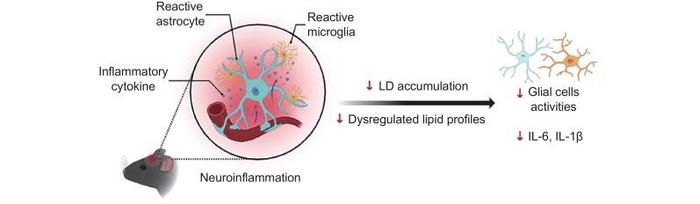 lipid metabolism plays a crucial role in Alzheimer’s disease (AD) pathogenesis, positioning it as a potential target for therapeutic intervention.