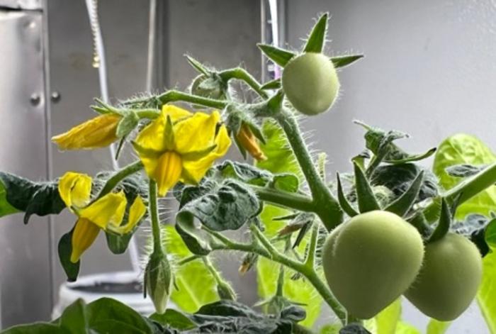 Lab-grown tomatoes
