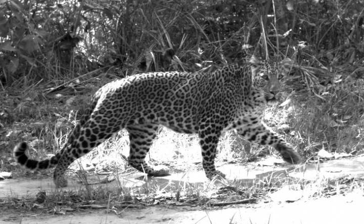 Leopard during the Day