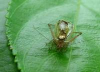 A Sword-Tailed Cricket
