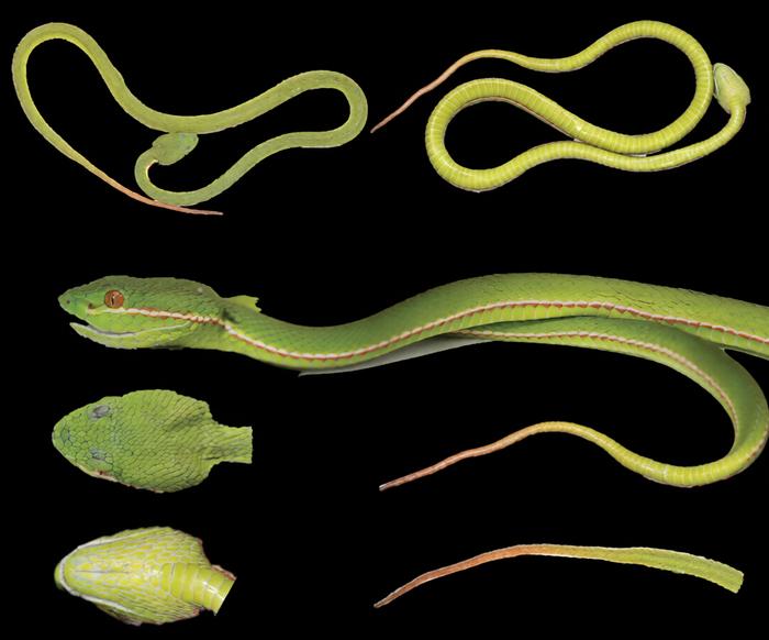 Fresh specimen of the holotype of Trimeresurus lii sp. nov.