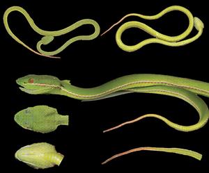 Fresh specimen of the holotype of Trimeresurus lii sp. nov.