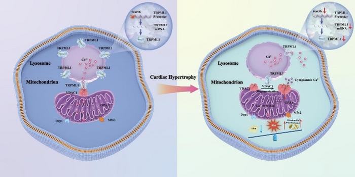 Graphical abstract