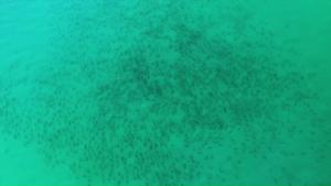 Blacktip Shark Migration